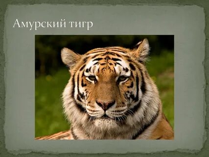 Виды тигров в красной книге