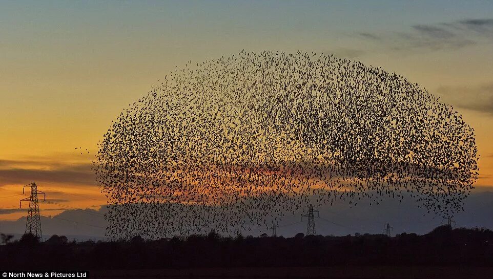 Стая птиц поднявшаяся. Мурмурация Скворцов в Италии. Огромная стая птиц в небе. Стая птиц фигуры в небе. Тысяча птиц.