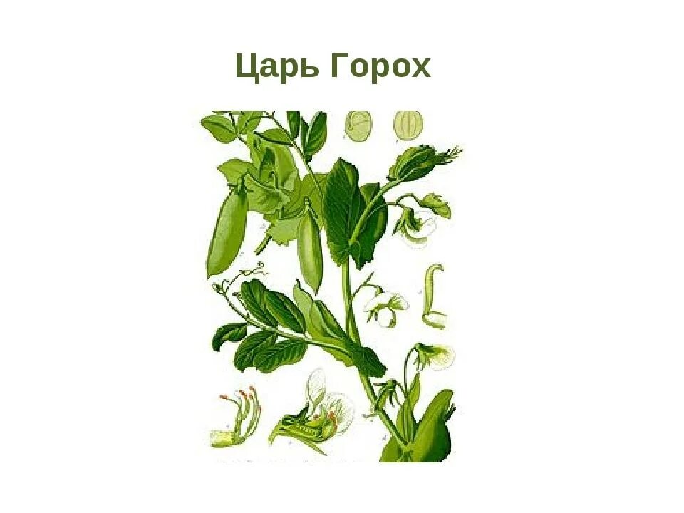 Фазы роста гороха посевного. Тип развития гороха. Прорастание семян гороха схема. Стадии созревания гороха. Рисунок роста гороха.