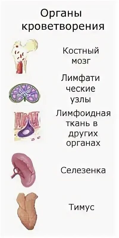 Прием врача гематолога. Гематолог. Врач гематолог картинка. Гематолог заболевания. Гематолог кто и что лечит у женщин.