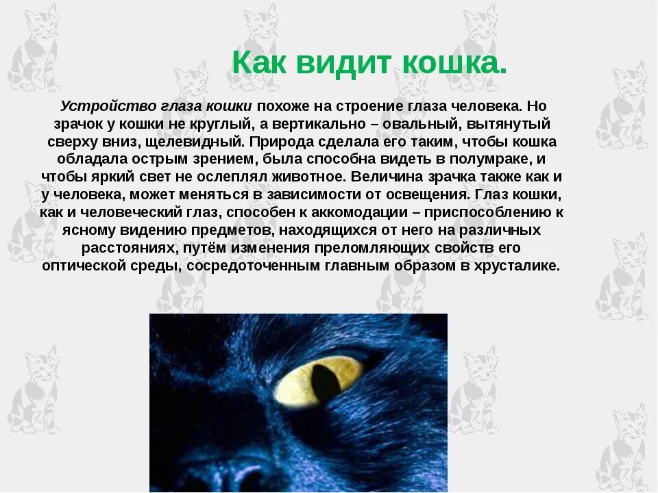 Как выглядела человеку кошка