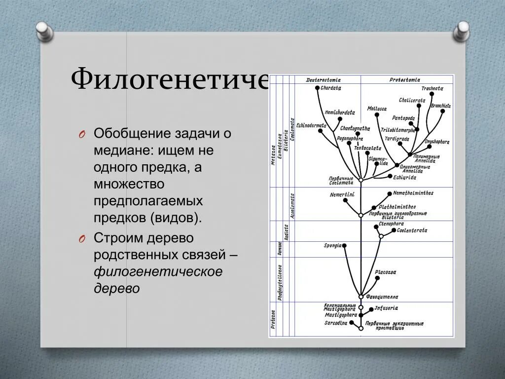 Последовательности каких генов можно использовать для филогенетического. Филогенетическое дерево. филогенетические деревья кладограммы. топология филогенетического дерева.