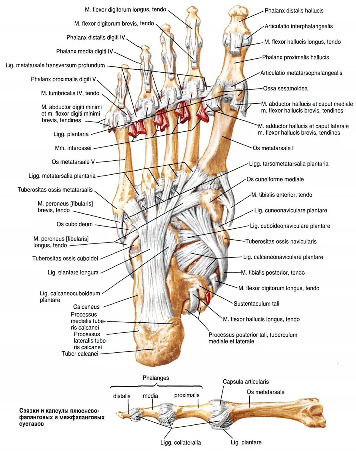 Связочный аппарат стопы. Суставы стопы анатомия. Анатомия суставов плюсны стопы. Голеностопный сустав анатомия латынь. Стопа анатомия строение суставы.