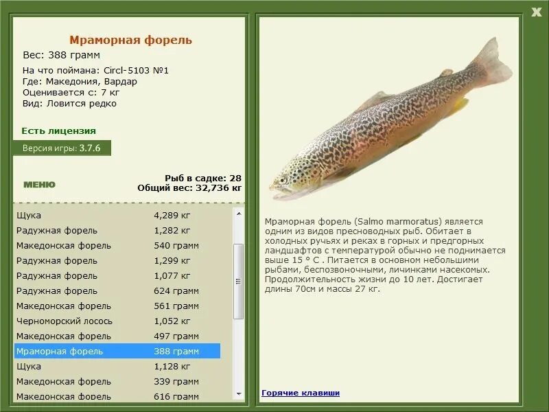 Продолжительность жизни рыбок. Максимальный вес форели. Форель максимальный вес и длина. Вес рыбы форель. Форель Размеры.