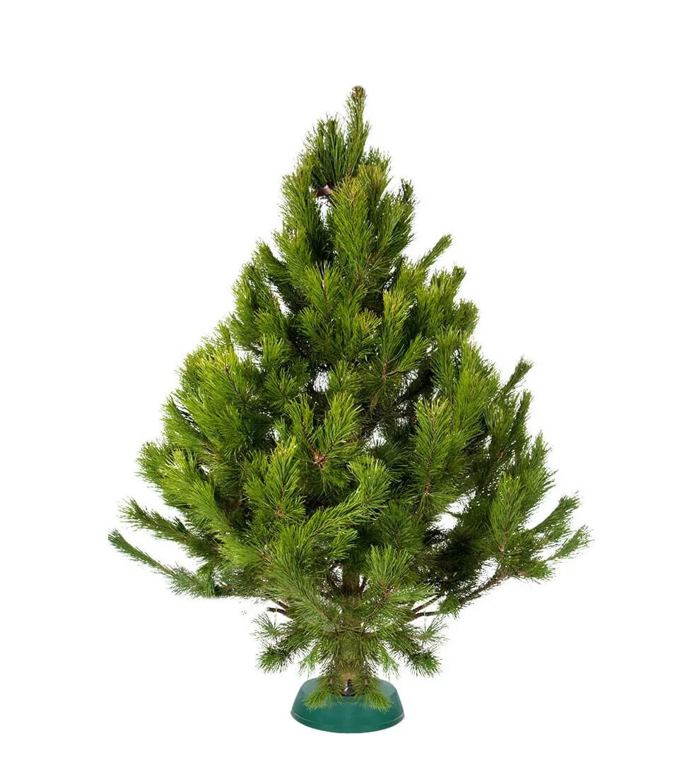 Русское хвойное. Веймутова Новогодняя сосна. Сосна Эльдарская. Канадская сосна. Imperial Tree ель искусственная Saturn Pine 2.28 м.
