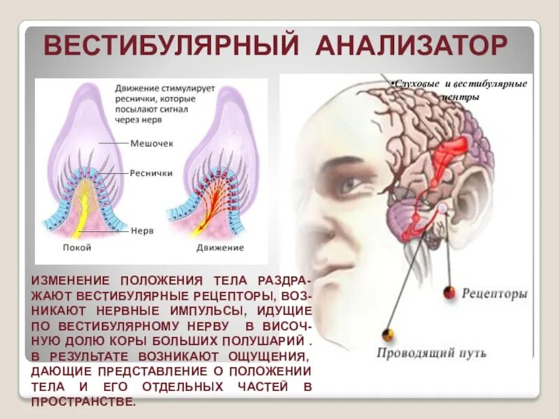 Методы исследования слухового анализатора. Рецепторы органа слуха располагаются. Речеслуховой анализатор строение и функции. Условный слюноотделительный рефлекс разбор. Слуховой нерв топография.
