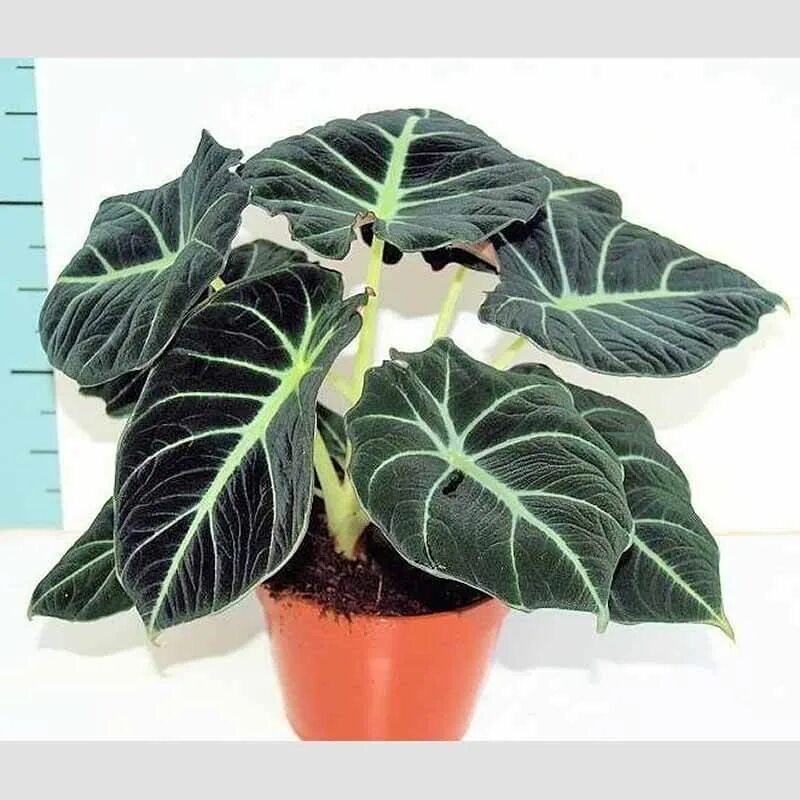 Colocasia esculenta Aloha PP 29692 Colocasia, Elephant ear plant, Plants