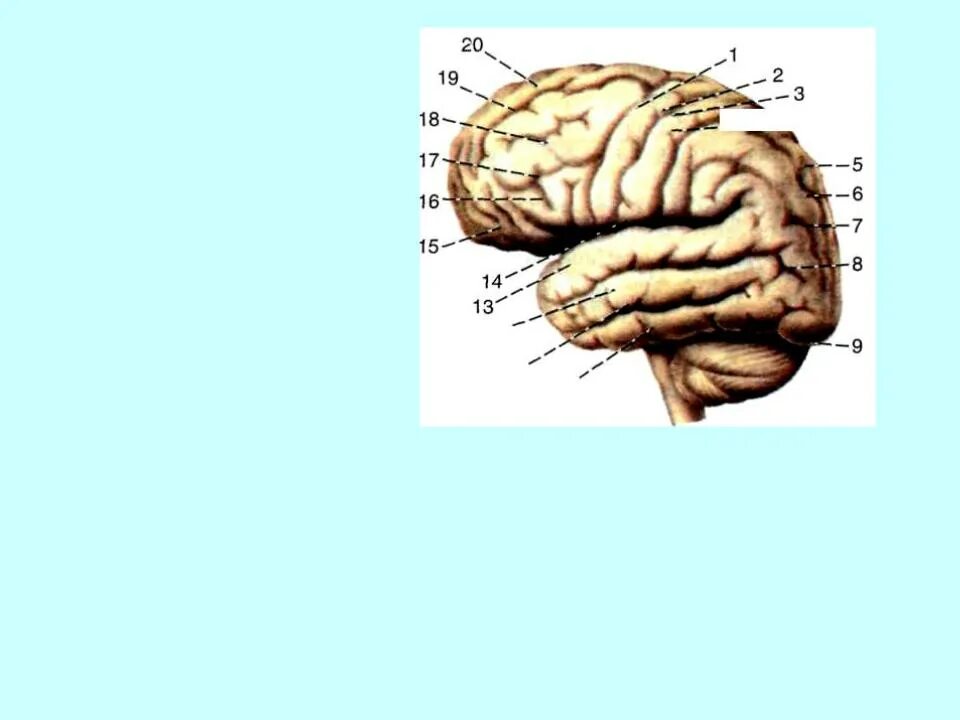 Извилины мозга центры. Борозды и извилины медиальной поверхности головного. Извилины лобной доли анатомия. Борозды доли извилины коры головного мозга. Медиальная поверхность мозга анатомия.