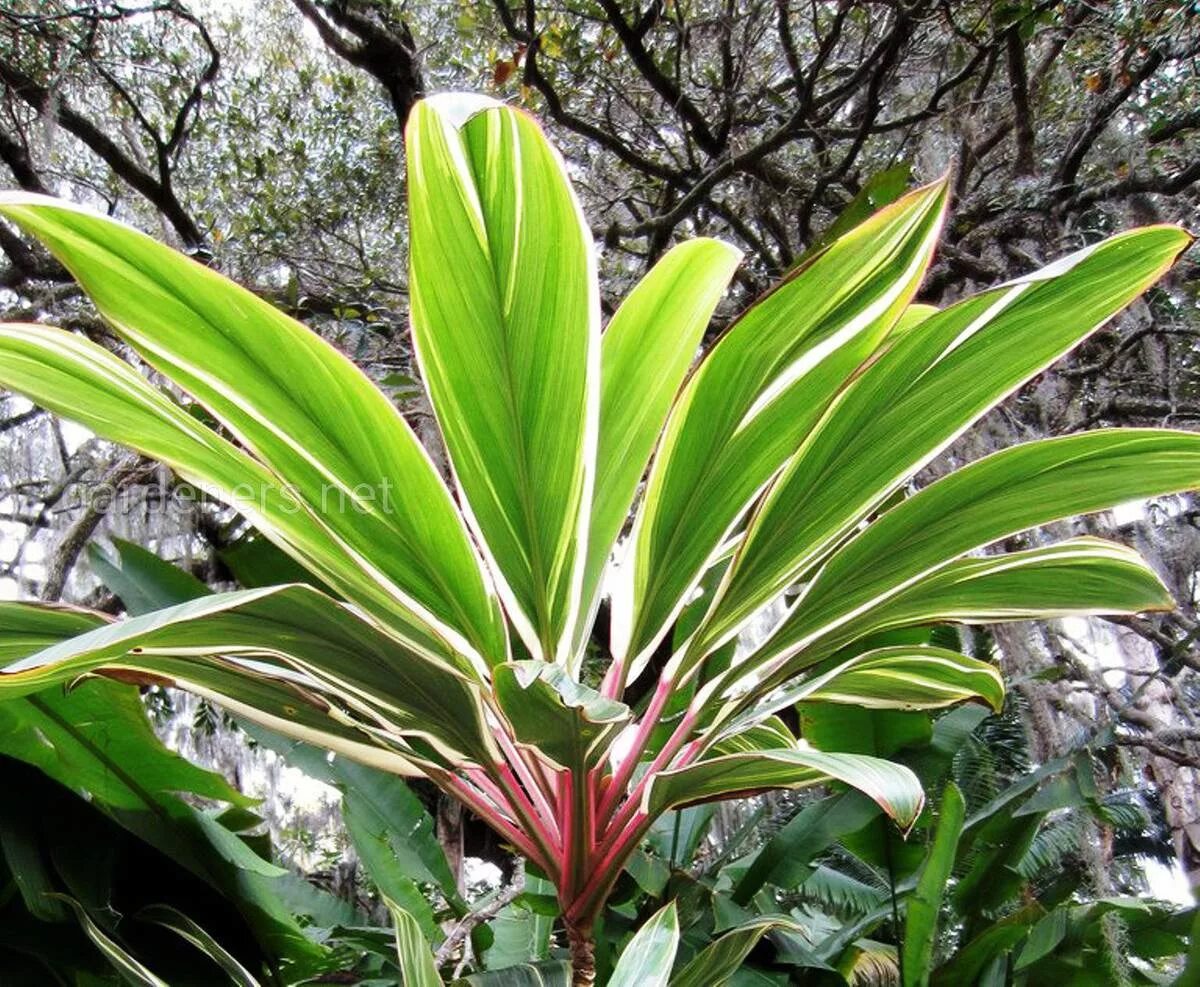 Кордилина фрутикоза. Кордилина Конга. Кордилина фрутикоза Конга. Cordyline fruticosa. Кордилина цветок купить