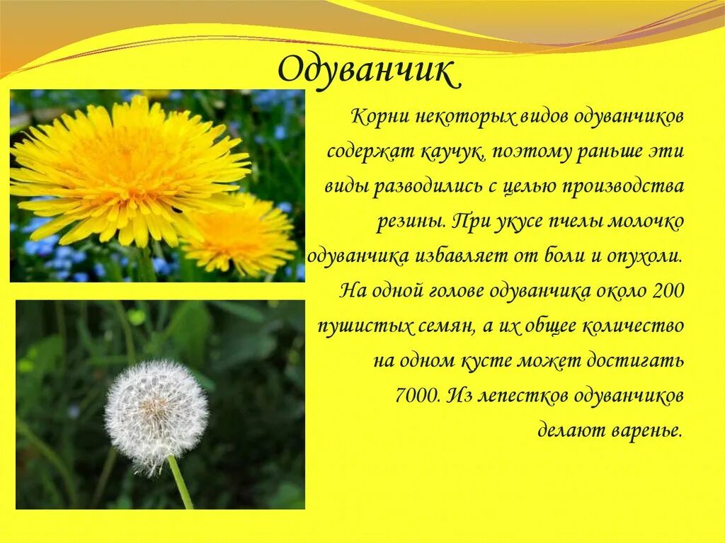 Разновидности одуванчиков. Молочко одуванчика. Царство одуванчика. Сколько видов одуванчиков