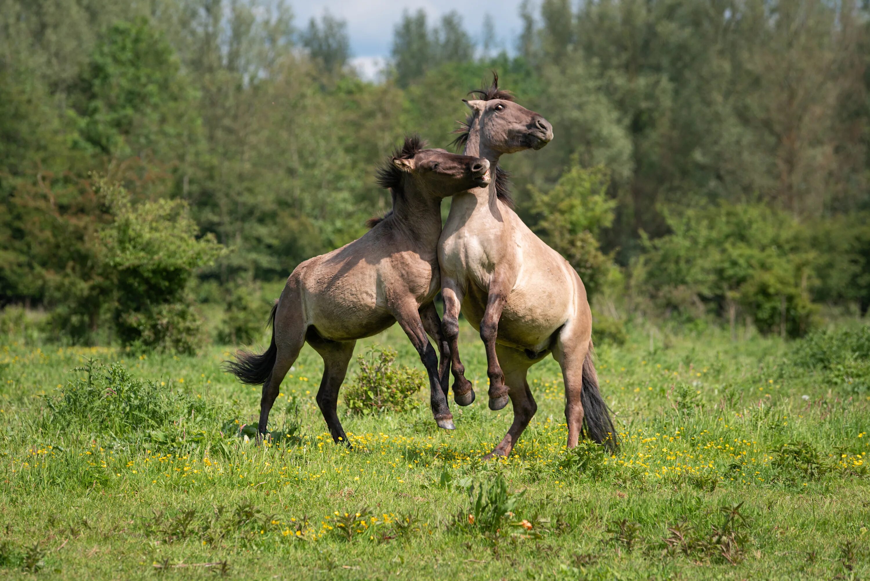 Two horse. Две лошади. Лошади на рабочий стол. Лошади на лугу. Картинки на рабочий стол лошади.