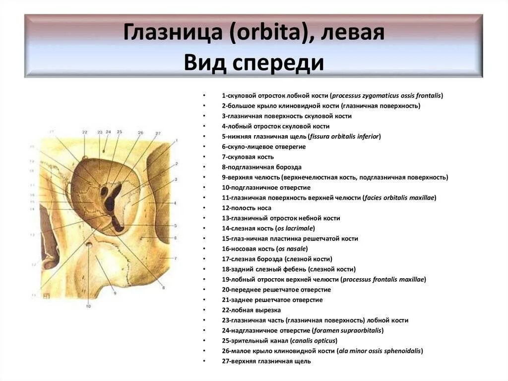 Строение глазницы кости