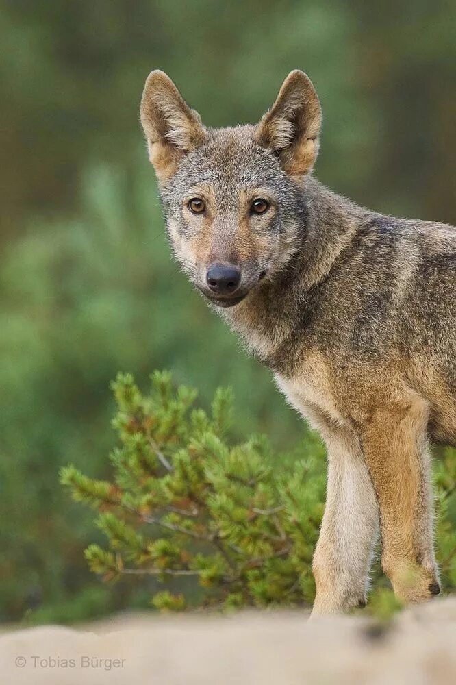 Подрастающий волк. Волк canis lupus. волк серый. волк подросток. серый волчонок.