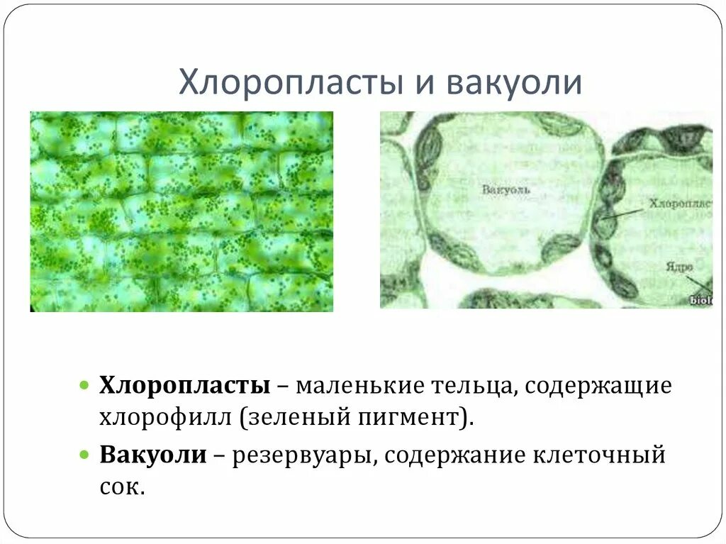 Хлоропласты в клетках листьев крупные. Клеточный-хлорофилл хлоропласт-??. Биология 5 класс цитоплазма хлоропласты. Хлоропласты в растительной клетке. Хлорофилл в хлоропластах.