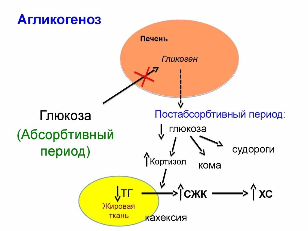 Схема обмена гликогена биохимия. Регуляция обмена гликогена биохимия. Схема углеводного обмена в абсорбтивный период. Постабсорбтивный период биохимия.