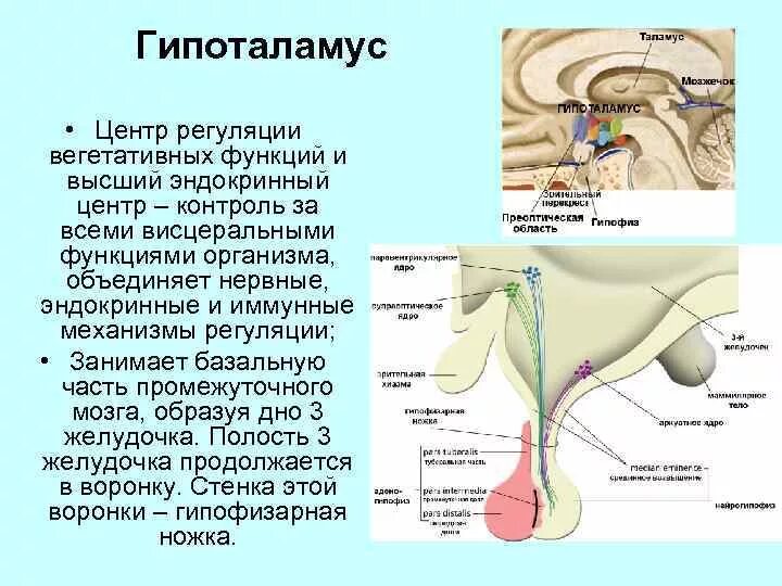 Нервная регуляция вегетативной системы функции. Высший центр регуляции вегетативных функций. Гипоталамус регуляция вегетативных функций. Нейро-эндокринные функции гипоталамуса. Центры регуляции в гипоталамусе.