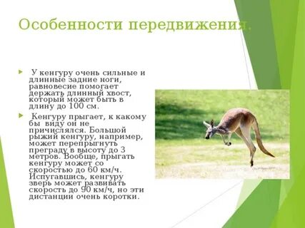 Кенгуру образование слова