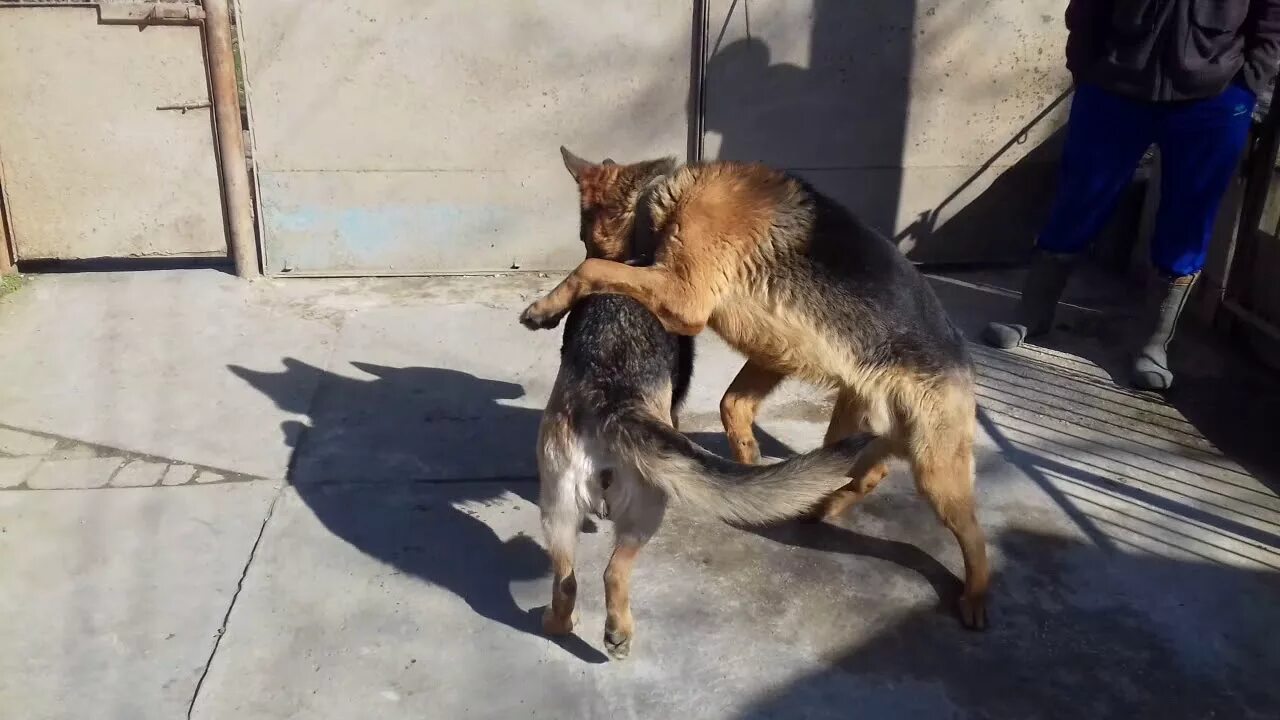 Как помочь собакам при вязке первый