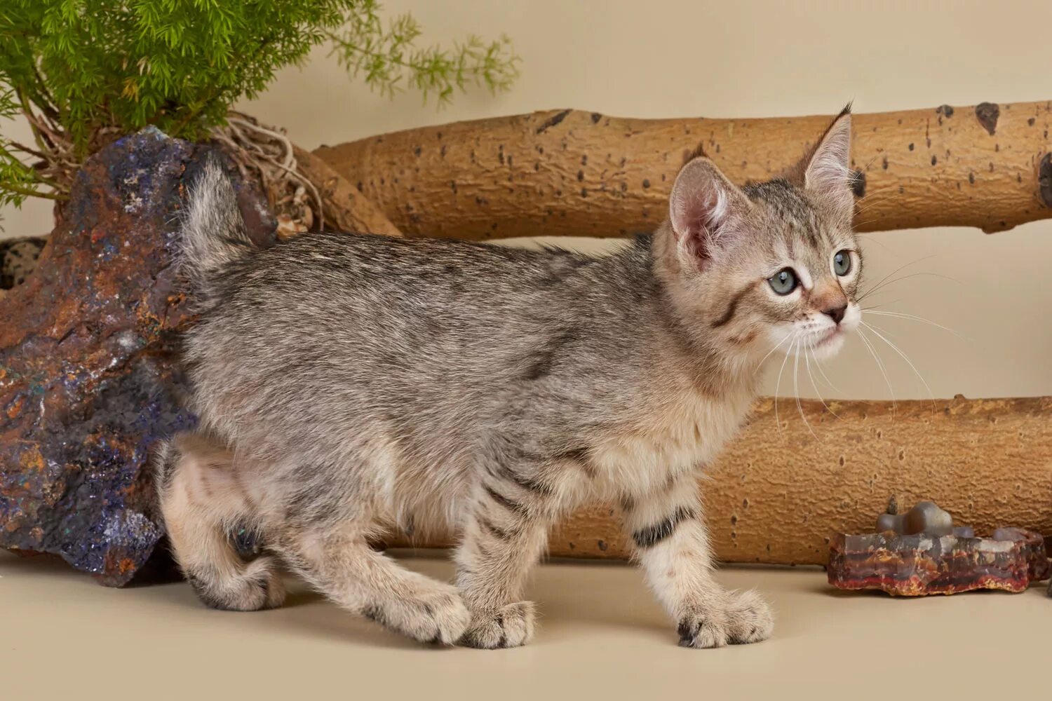 Пиксибоб длинношерстный. Котята пиксибоб. Кот породы пиксибоб. Пиксибоб длинношерстный. Бобтейл пиксибоб.