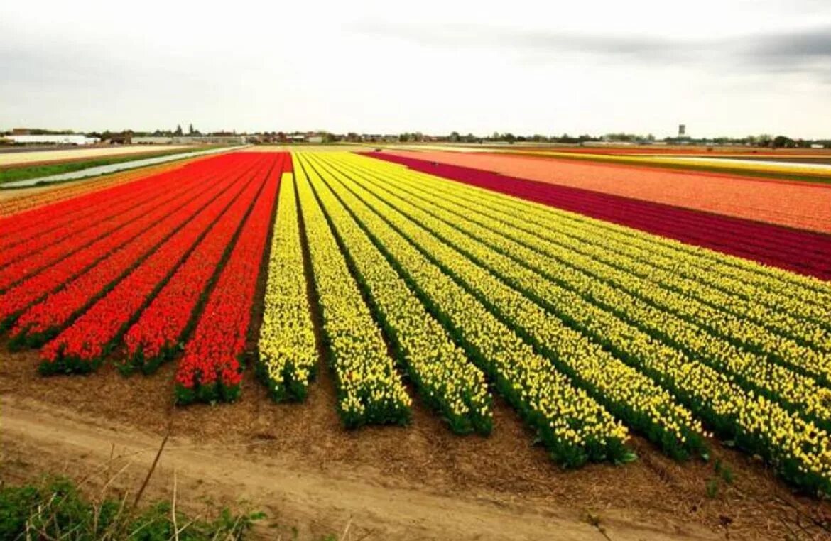 Где тюльпановые поля. Тюльпановые поля в Нидерландах. Плантации роз в Эквадоре. Тюльпановые плантации в Голландии. Плантации роз в Кении.