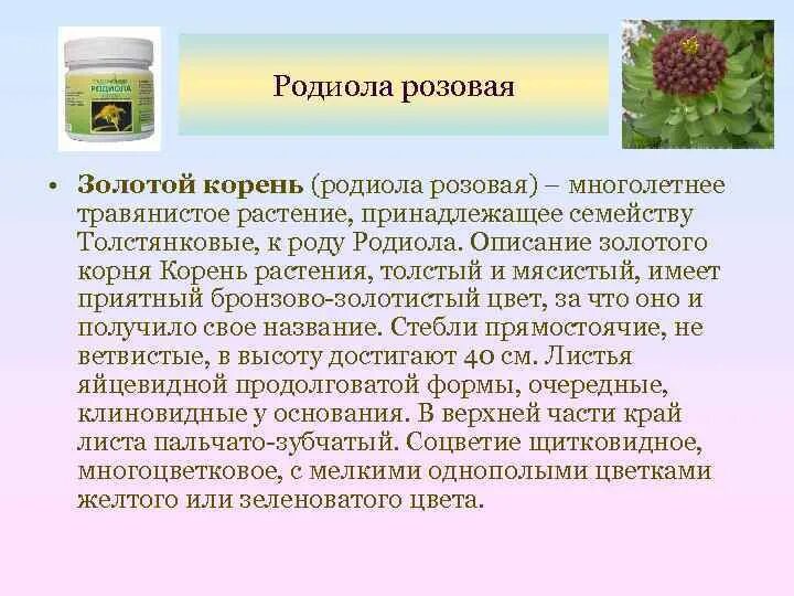 Родиола розовая (золотой корень) Алтайская. Родиола розовая золотой корень описание. Родиола розовая Толстянковые. Родиола розовая ареал.