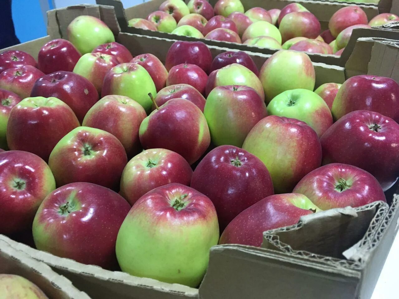 Отдам мичуринск. Ягодное Тамбовская область. Мичуринск яблоки. Мичуринский рынок ягоды. Мичуринские плоды и ягоды.