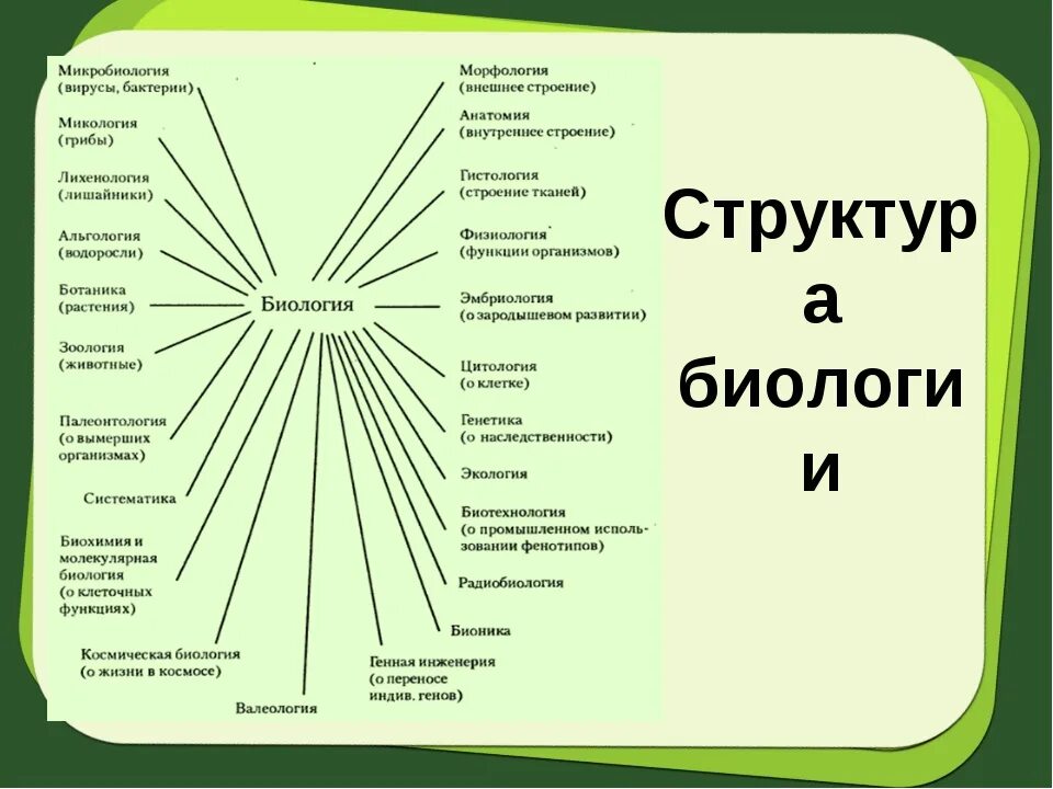 Сколько есть наука. Структура науки биологии схема. Биология система наук 5 класс. Структура дисциплины биология. Структура биологических наук.