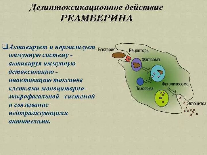 Фагосома и фаголизосома. Шигаподобный Токсин клетки мишень. Функция фаголизосомы. Фаголизосома