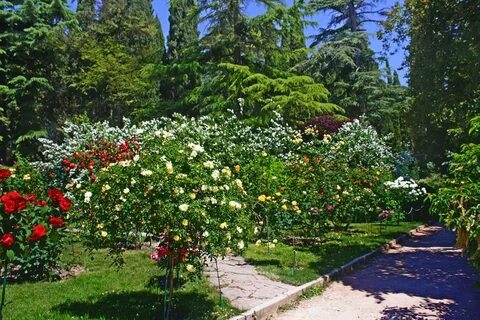 Ботанический сад розы