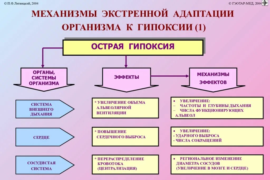 Каким образом организм адаптируется к кислородному голоданию