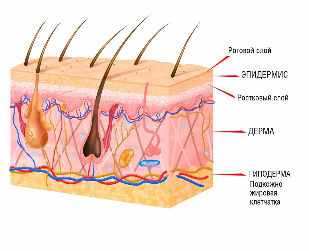 Где расположены корни волос потовые и сальные. Слой 1) эпидермис 2) дерма 3) гиподерма. Эпидермис дерма подкожная клетчатка. Эпидермис, дерма и подкожно-жировая клетчатка.. Строение кожи эпидермис дерма.