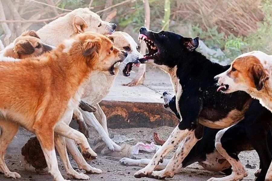 Бездомные собаки екатеринбург. Бездомные собаки екатеринбург. Ип мадьянкин отлов животных. Отлов собак уфа диспетчерская служба. Отлов собак самара.