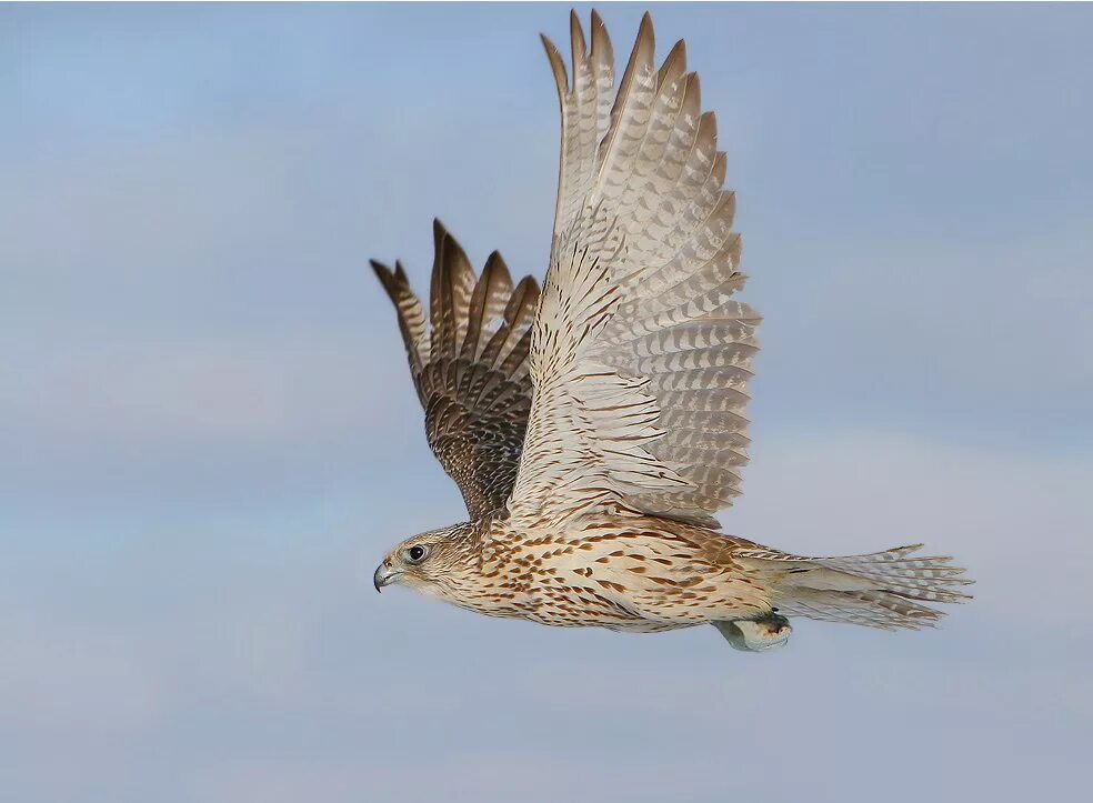 Сокол сокола определить падеж сокола. Камчатский Сокол Кречет. Кречет Falco rusticolus. Сокол балобан. Ястреб Кречет.