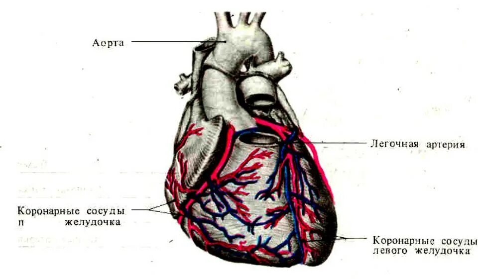 Коронарные сосуды что это такое. Коронарные сосуды что это такое