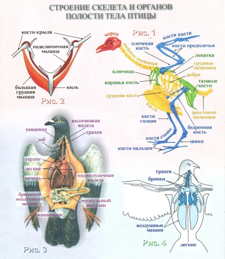 Особенности организма птицы. Строение скелета птицы 7 класс биология. Внутреннее строение птицы скелет. Строение скелета позвоночника птицы. Строение птицы 7 класс кости.