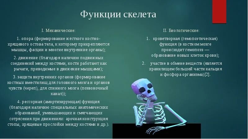Функции скелета. Биологические функции скелета. Механические функции скелета. Функции скелета человека механическая и биологическая.