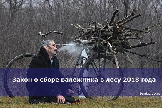 Сбор валежника в 2025. Закон о сборе валежника. памятка о сборе валежника. закон о сборе валежника в лесу. валежник мем.