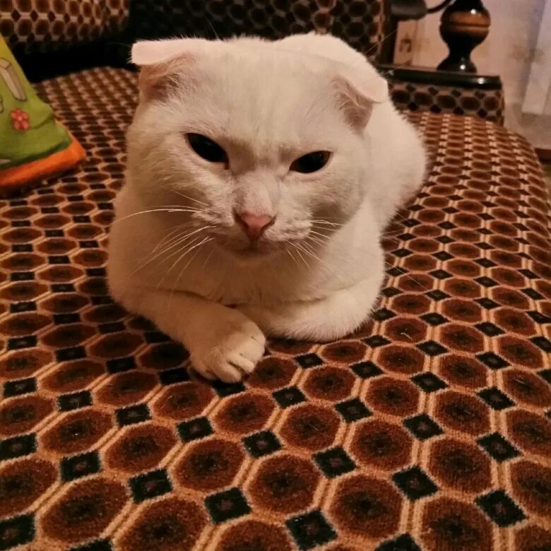 Авито ковров котята. Невская маскарадная и мейн кун. Котята без породы 1 месяц. Котята в добрые руки в кузнецке. Авито ковров котята.