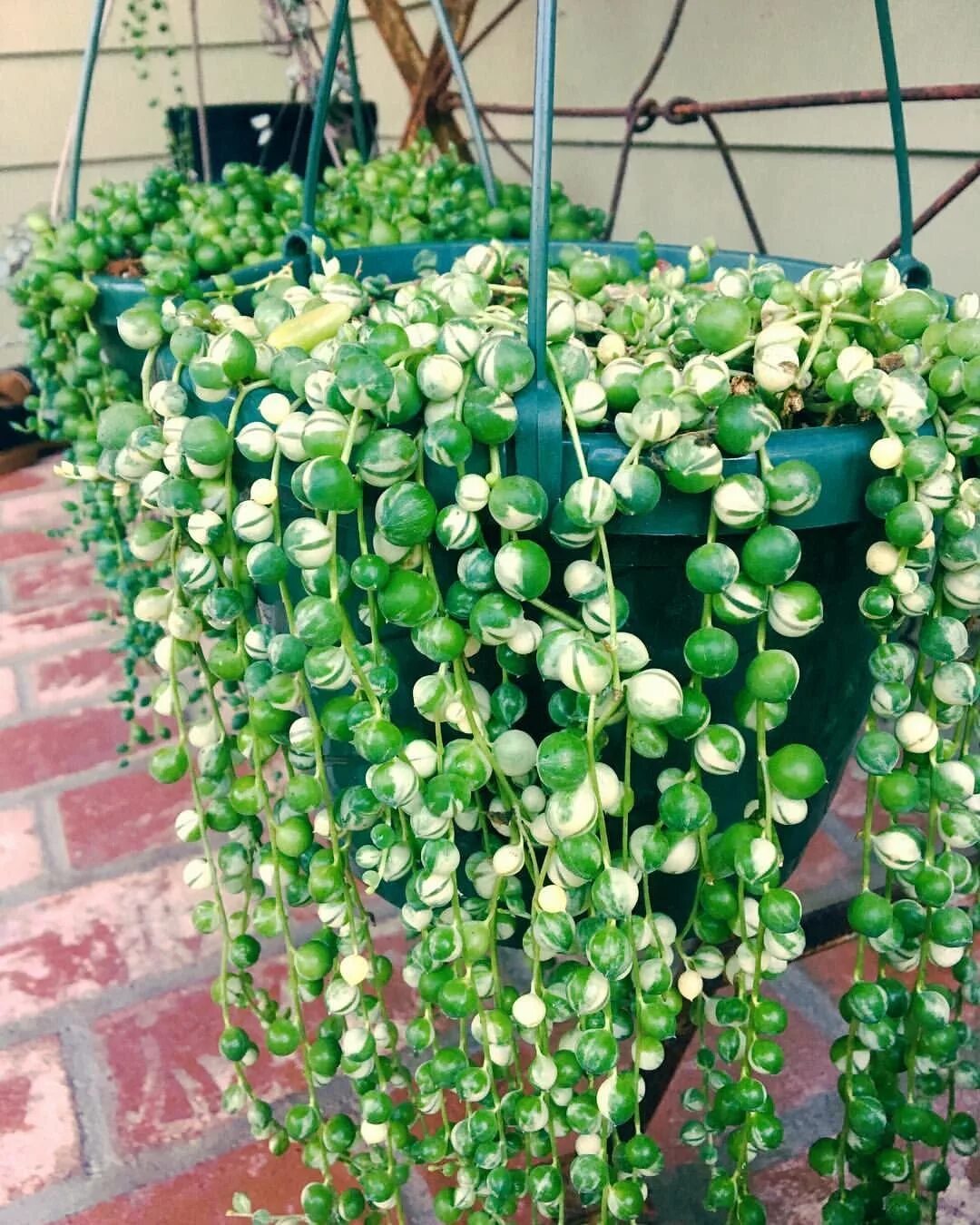 суккулент ампельный фото. ампельный кактус. цветок ампельный элизиум   суккулент. суккулент крассула крестовник. растения домашние ампельные суккуленты.