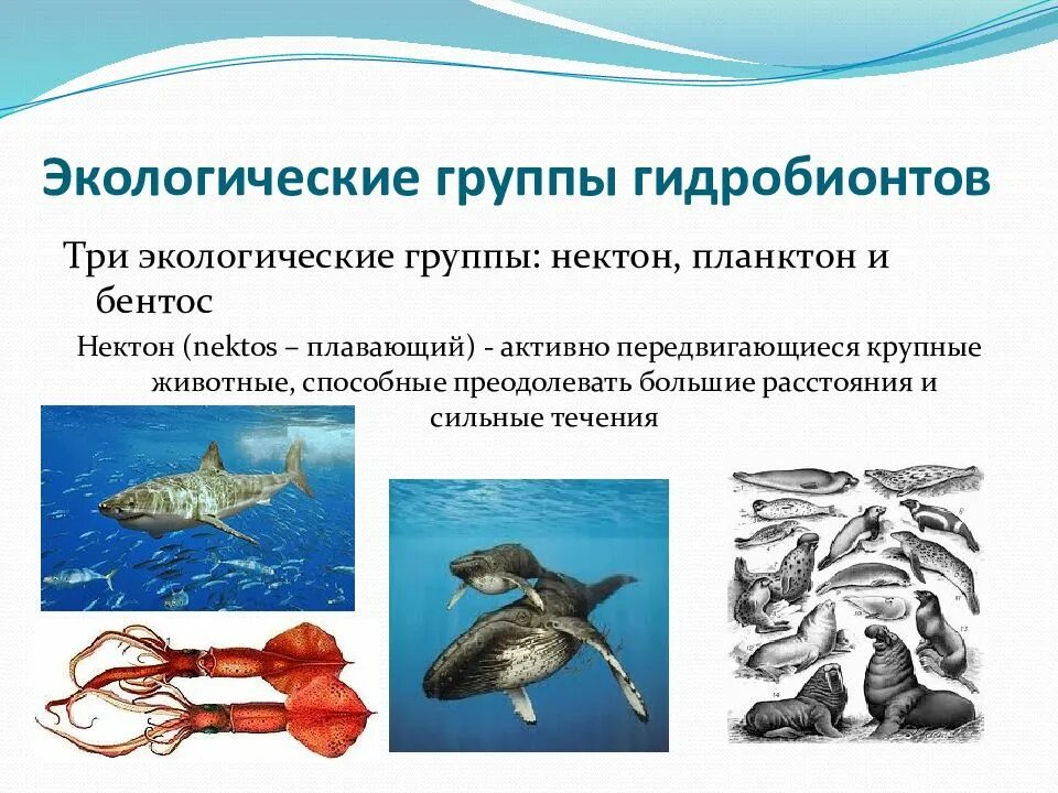 Группы водных организмов таблица. Экологические группы водных организмов. Нектон адаптации. Адаптации к жизни в водной среде. Экологические группы гидробионтов.