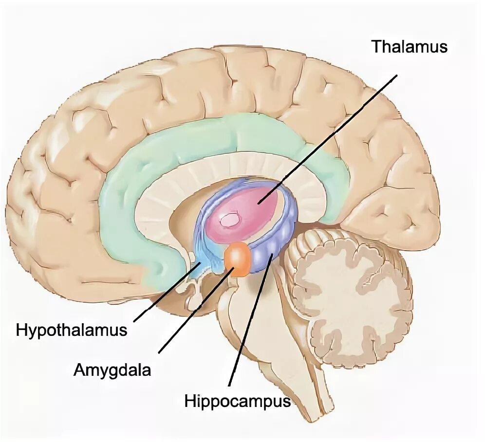 Таламус и гипоталамус какой отдел мозга. Гипофиз и таламус. Таламус и Амигдала. Таламус и гиппокамп. Гипоталамус таламус гиппокамп.
