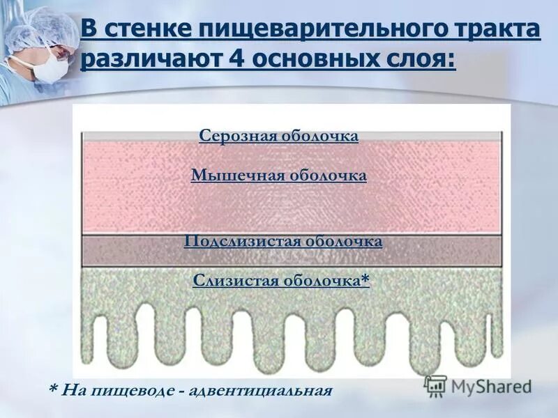 Серозные полости в грудной полости. Развитие и строение серозных полостей