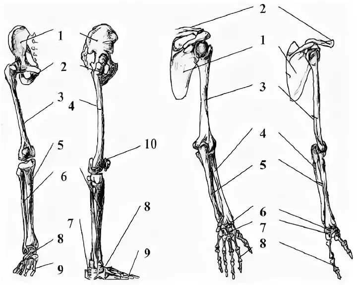 Строение конечностей рисунок. Кости верхних и нижних конечностей. Скелет верхних и нижних конечностей человека. Кости верхней и нижней конечности анатомия. Скелет верхней конечности человека схема.