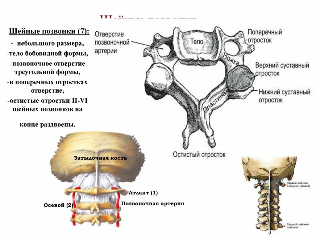 Тело позвонка шейного. Шейные позвонки. Отростки шейных позвонков. Поперечные отростки шейных позвонков. Тело шейного позвонка.