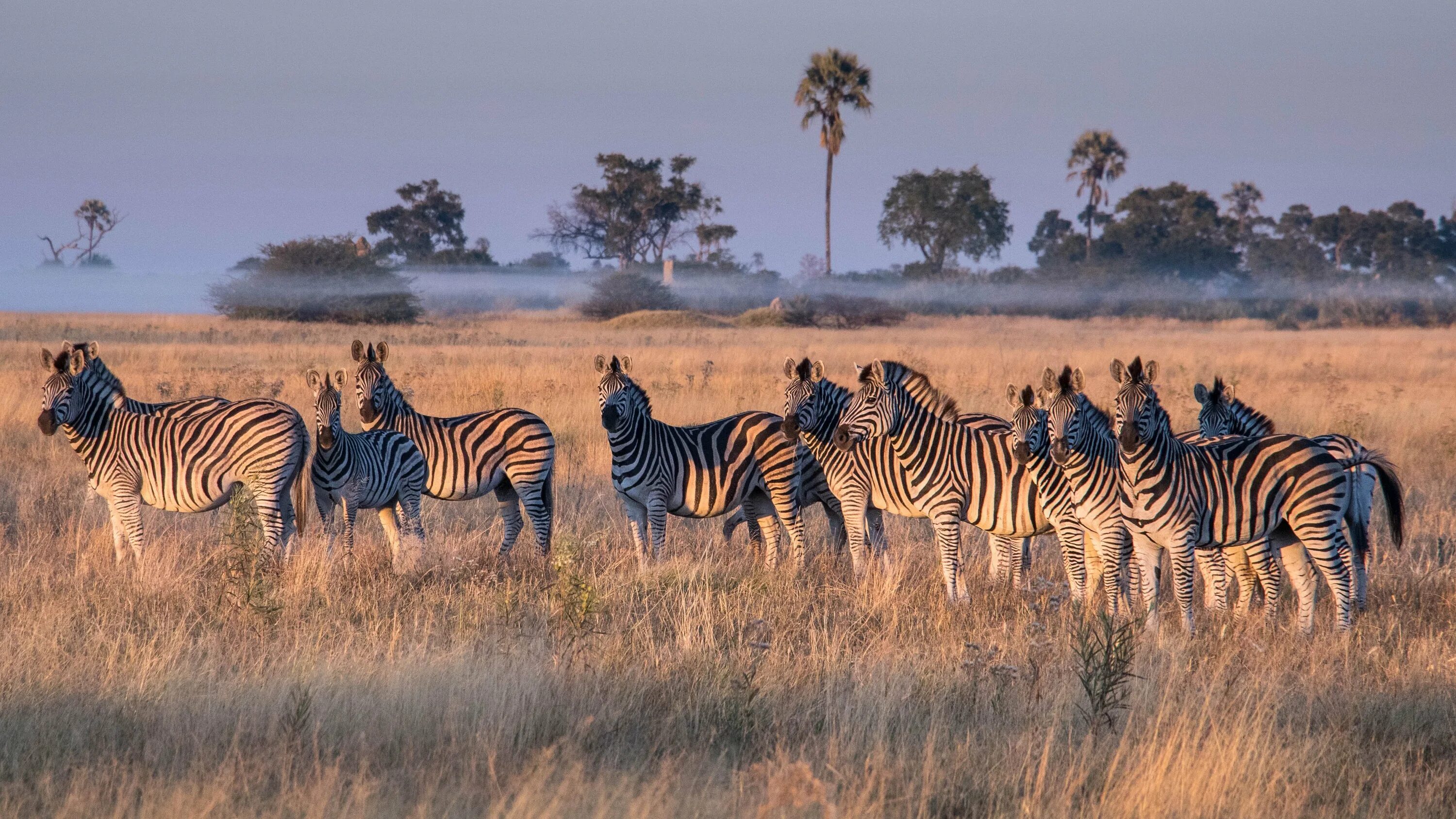 Africa safari. ЮАР сафари. Саванны Замбии. Саванны Танзании. Животные сафари.