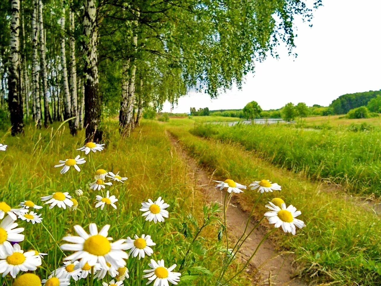 Поле ромашек. Летний пейзаж. Летняя природа. Красивые летние пейзажи. Лето в русской прозе