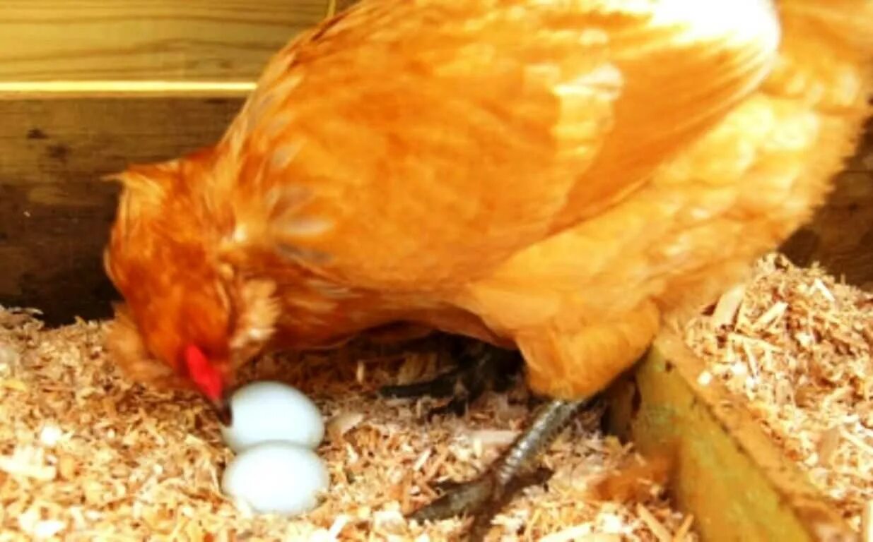 Как отучить кур клевать яйца. Курица несется. Куры перестали нестись. Куры плохо несутся.