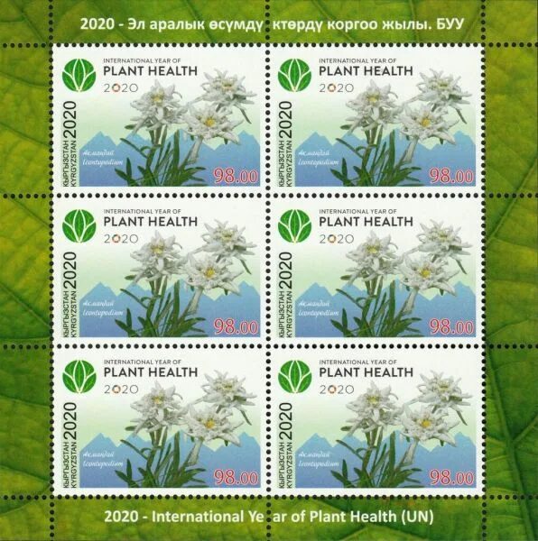 плодородная земля. фотоконкурс оон 2020 международный год защиты растений. биоразнообразие. международный год растений. 2020 год объявлен годом здоровья растений.