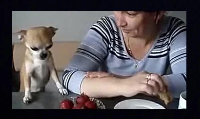 Чихуахуа можно сыр. Чихуахуа с клубникой. чихуахуа ест клубнику. собака ест клубнику. чихуахуа с клубникой фото.