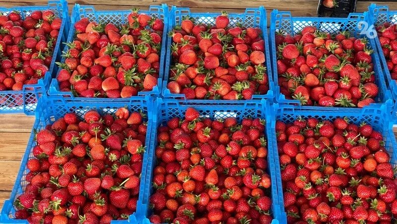 Совхоз ставропольский. Совхоз ставропольский. Спк колхоз россия григорополисская. Колхоз кубань кочубеевский район. Совхоз ставропольский.